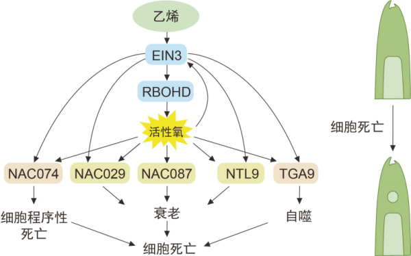 研究揭示植物空心茎形成的保守性机制