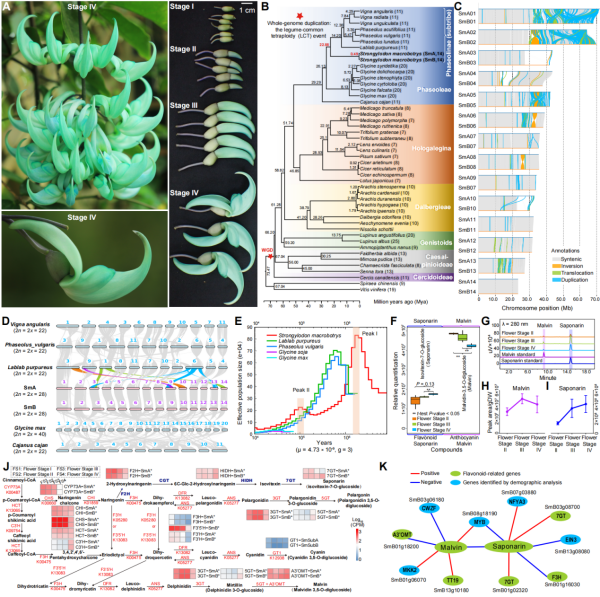 研究揭示翡翠葛稀有蓝绿花色形成的基因密码