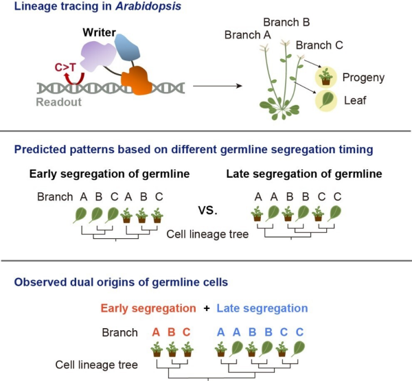 研究揭示植物存在早期分离的生殖系细胞