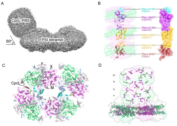 研究揭示蓝藻超级复合体结构