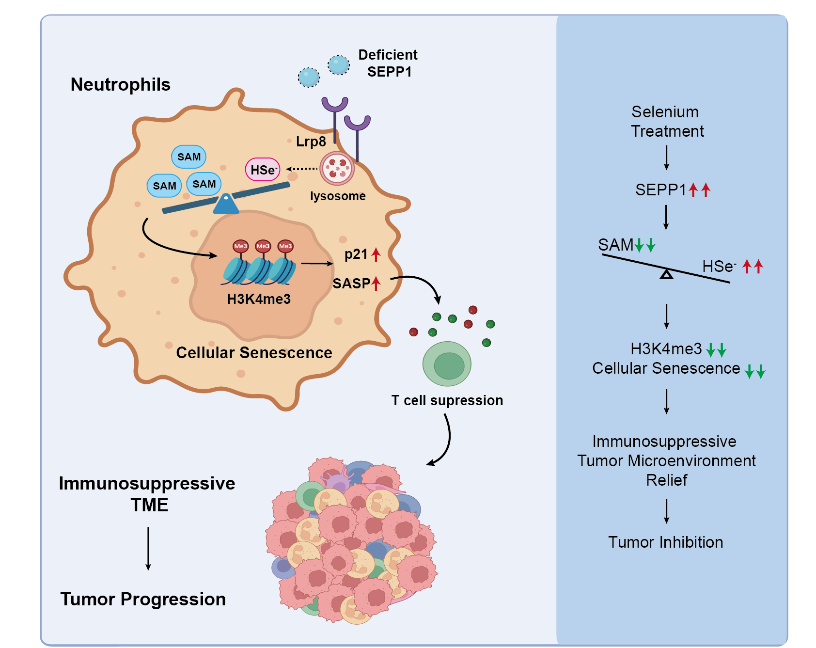 研究提出硒代谢异常诱导中性粒细胞衰老与免疫重塑新机制