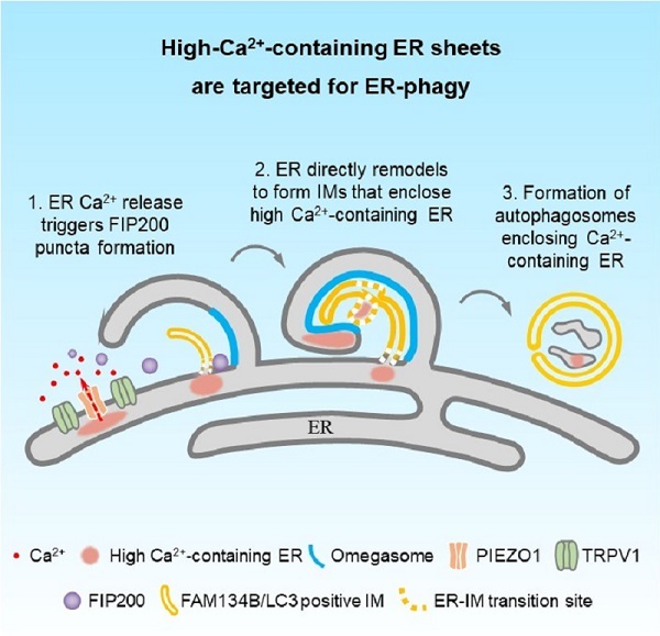 研究发现内质网自噬启动新机制