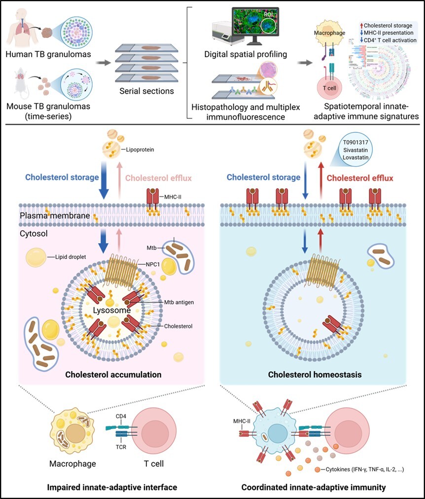 研究提出结核肉芽肿胆固醇累积损伤免疫互作新机制
