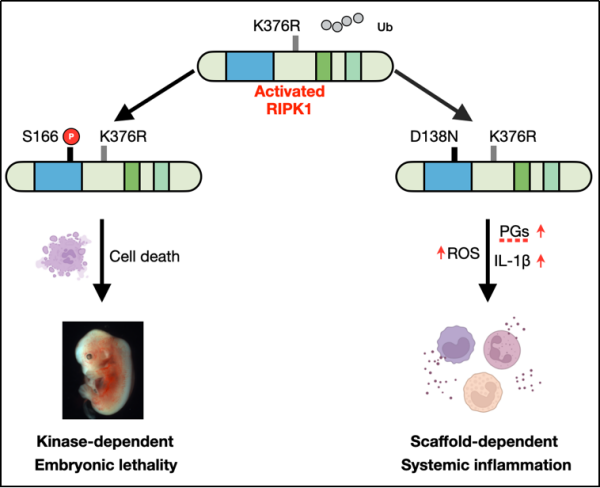研究揭示关键蛋白泛素化调控炎症与发育机制