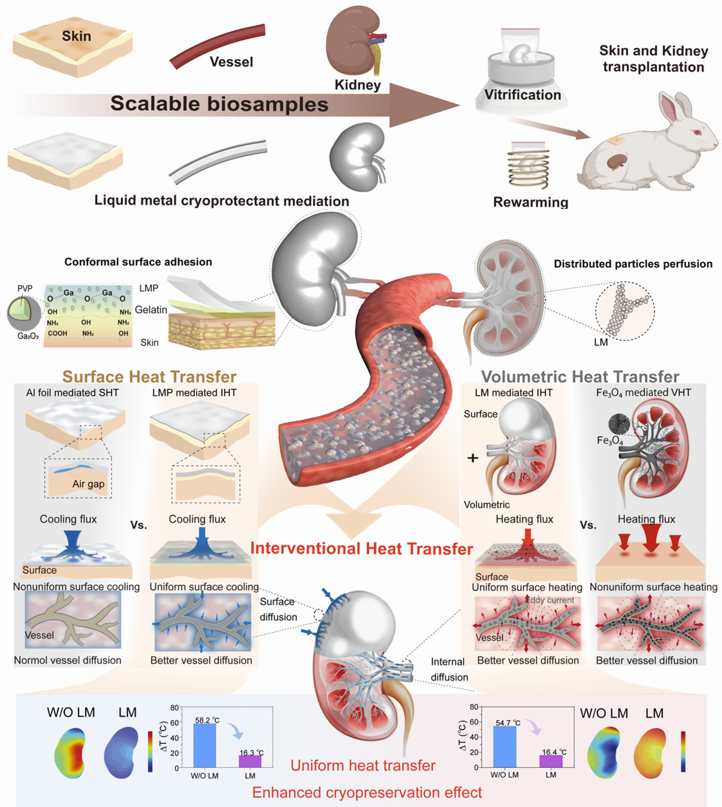 复杂器官深低温保存研究取得进展