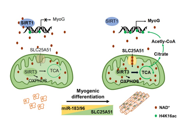 骨骼肌干细胞分化和骨骼肌再生的分子机制研究获进展