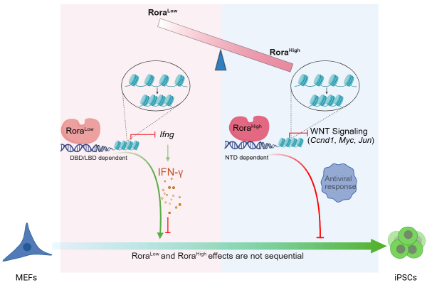 研究发现调控体细胞重编程的“变阻器”分子
