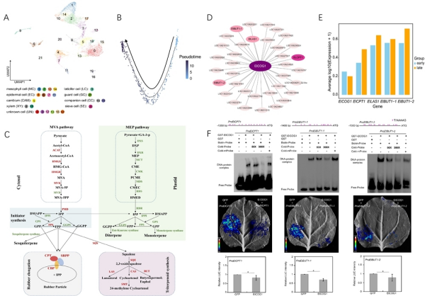 研究揭示续随子天然橡胶合成机制