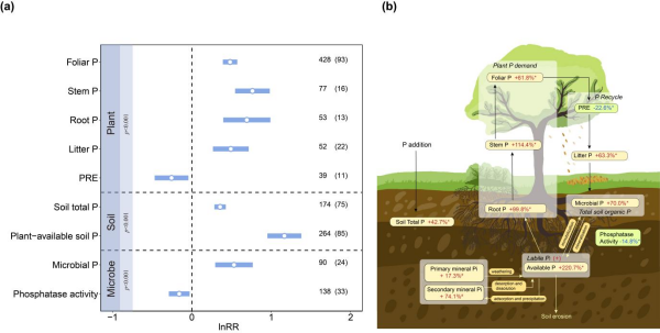 研究揭示磷富集重塑陆地生态系统磷循环