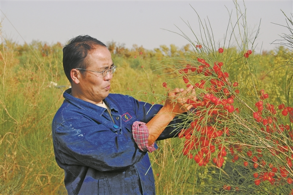 徐新文：沙漠里编织“绿丝带”