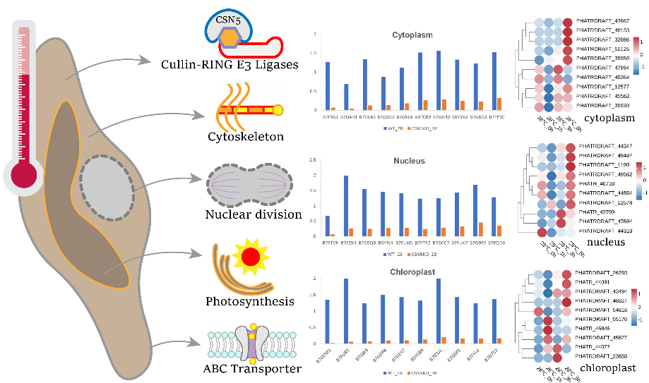 研究揭示海洋硅藻适应高温的分子机制