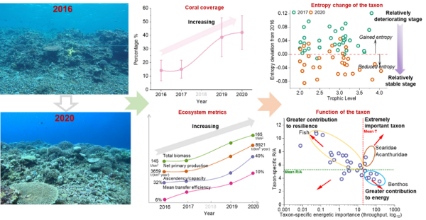 研究揭示南海典型珊瑚礁生态系统的恢复机制