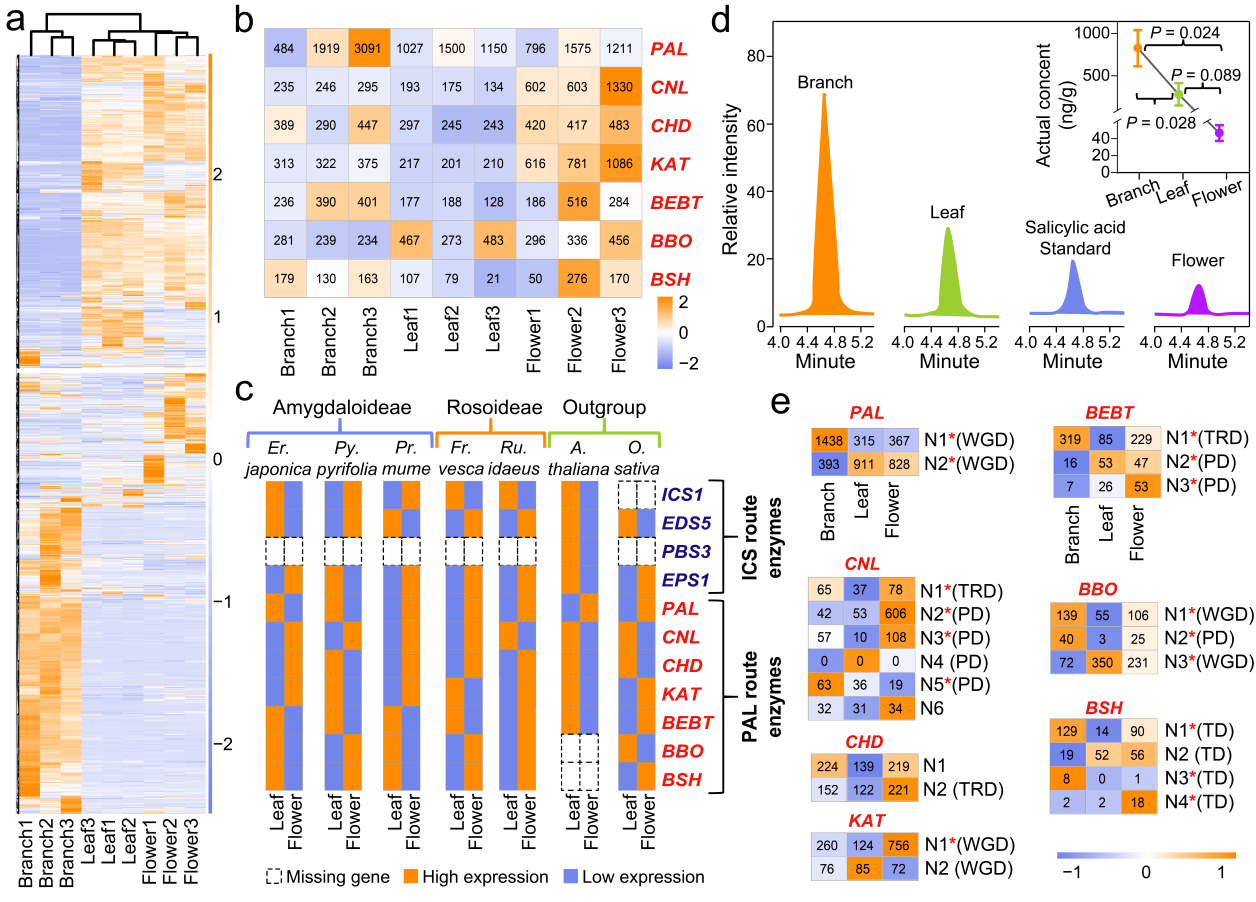 研究揭示蔷薇科水杨酸生物合成通路演化机制