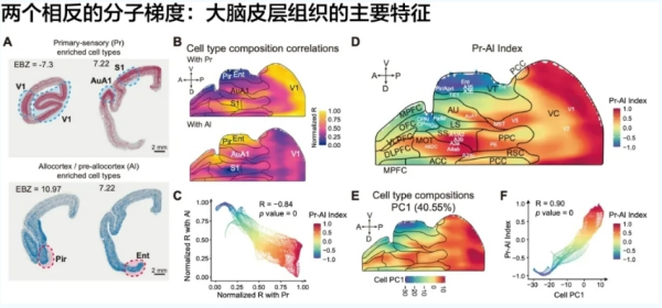 研究发现大脑皮层双梯度组织规律