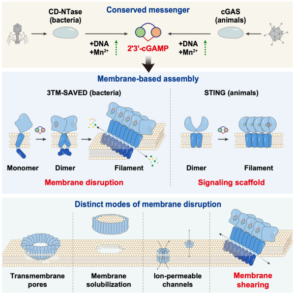 研究揭示内源信使调控膜损伤与细胞死亡新机制