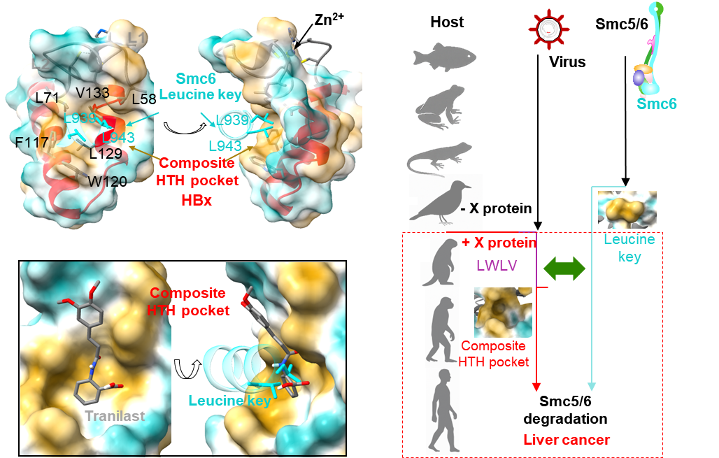 靶向特定蛋白互作界面抑制乙肝病毒的研究获进展