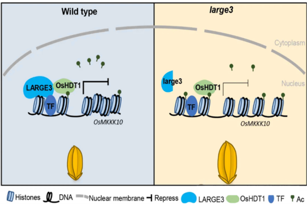 研究发现种子大小和产量调控的表观遗传新机制