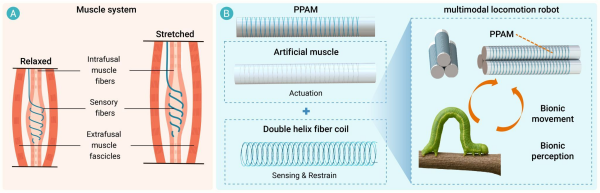 科研人员研制出双螺旋纤维增强的自感知人工肌肉