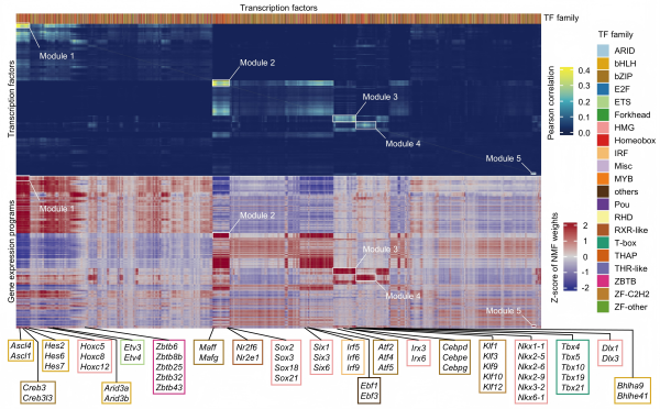 科学家绘制大脑星形胶质细胞转录因子功能图谱