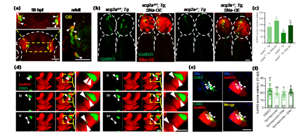 鱼类生殖神经内分泌调控研究取得进展
