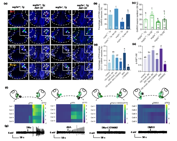 鱼类生殖神经内分泌调控研究取得进展