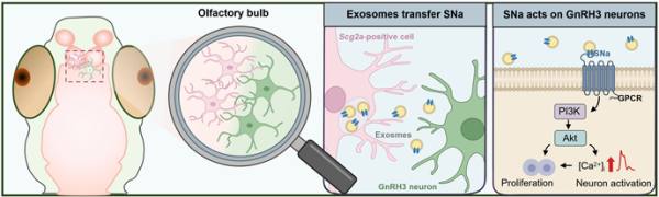 鱼类生殖神经内分泌调控研究取得进展