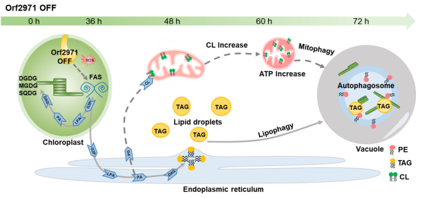 研究揭示植物细胞稳态机制