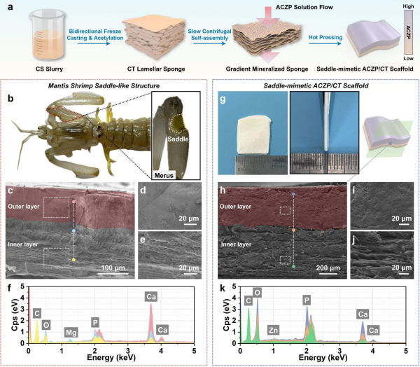 金属离子团簇材料组装及生物功能研究获进展