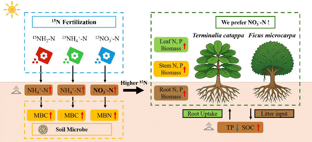 热带珊瑚岛氮肥形态调控土壤养分与植被恢复研究取得进展