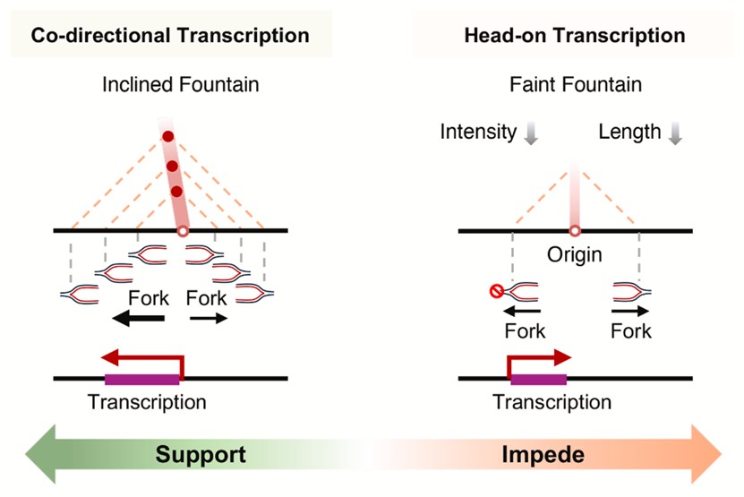 北京大学生命科学学院胡家志课题组揭示转录对DNA复制延伸的“破风效应”