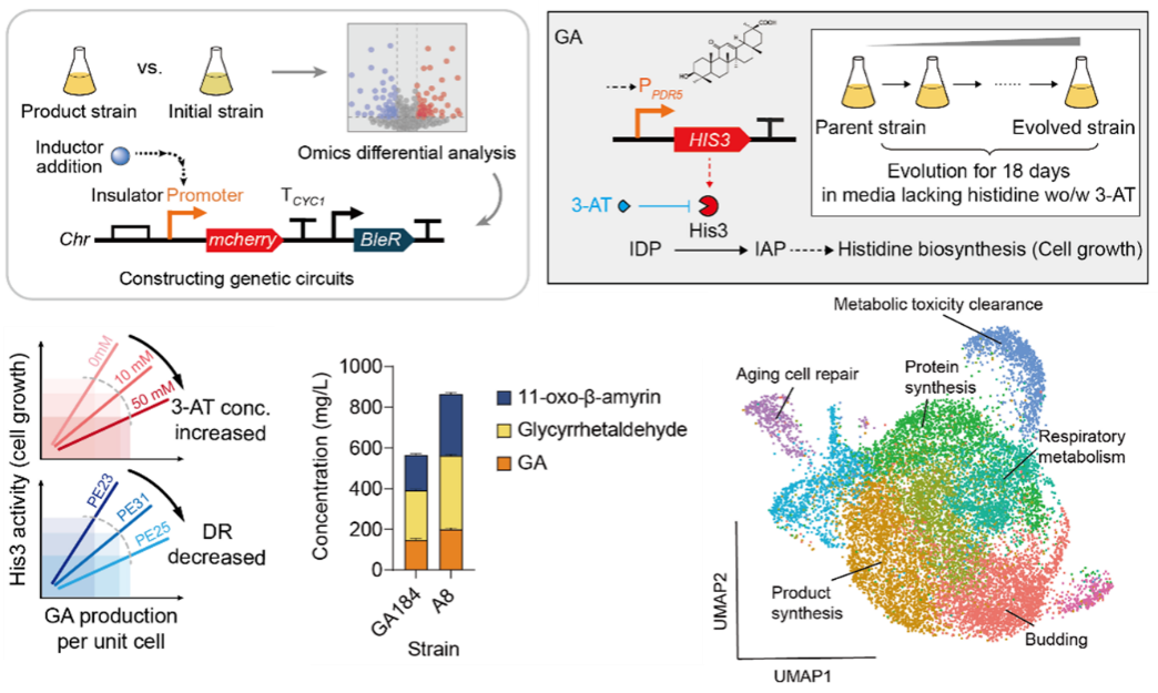 清华大学化工系李春课题组合作开发生物传感器耦合系统 破解细胞分化导致高产表型退化难题