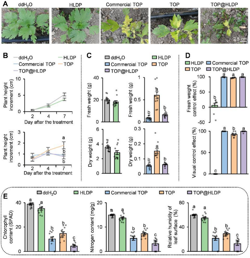 中国农业大学植保学院沈杰、闫硕教授团队博士研究生陈静怡发表论文 制备纳米除草剂并解析其多维协同增效机制
