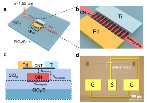 北京大学电子学院王胜团队与合作者在波导集成碳纳米管高速光探测器研究中取得重要进展