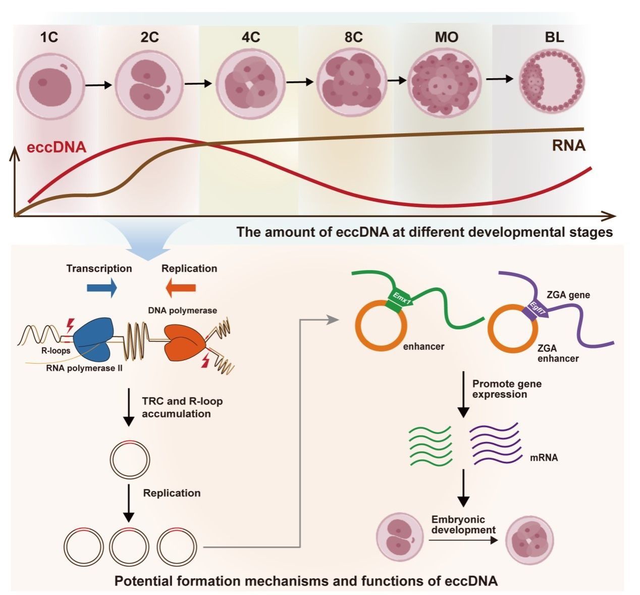 北京大学北京大学第三医院毛凤彪/乔杰团队及合作者揭示哺乳动物早期胚胎中eccDNA动态图谱与调控潜能
