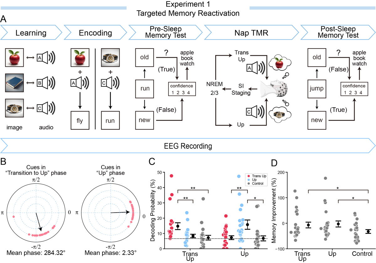 北京师范大学 心理学部教授柳昀哲课题组在《神经元》发文：揭示AI+脑科学新进展