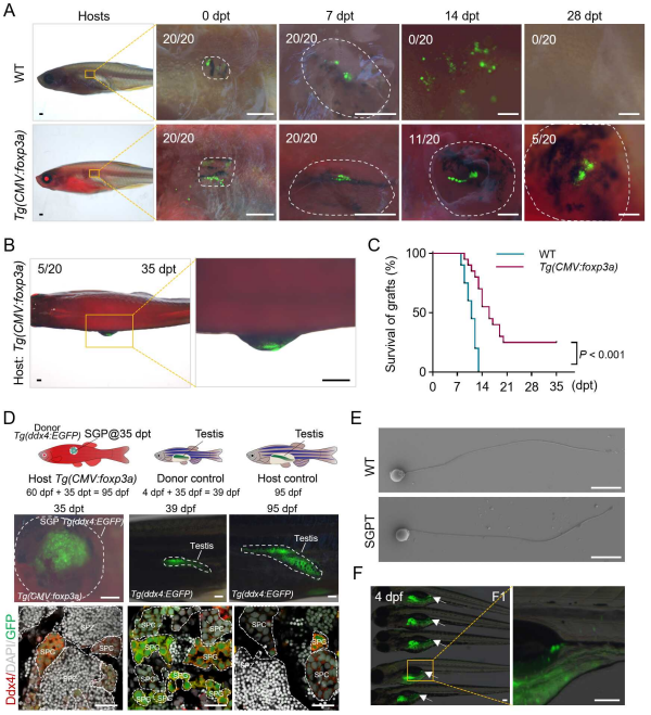 科研团队建立鱼类诱导性Treg技术提升鱼类借腹生殖效率