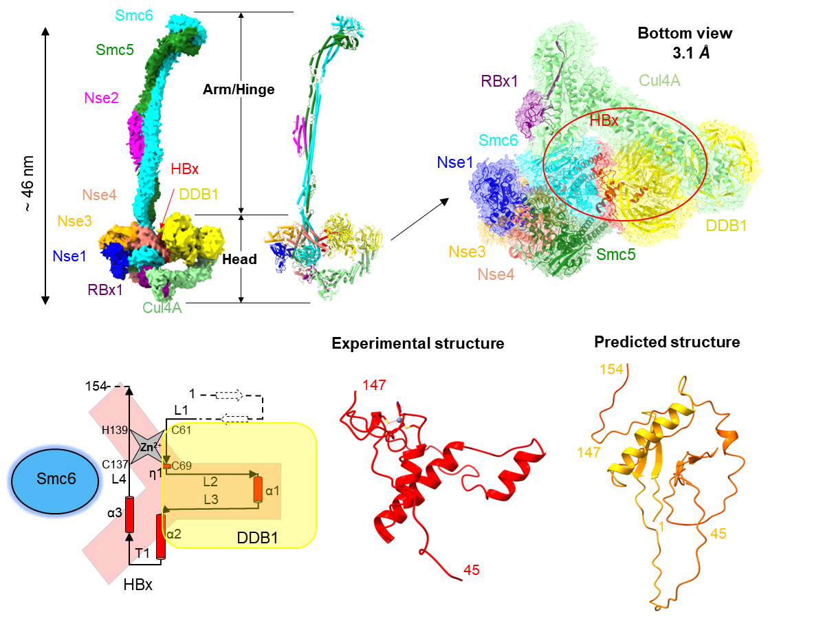 靶向特定蛋白互作界面抑制乙肝病毒的研究获进展
