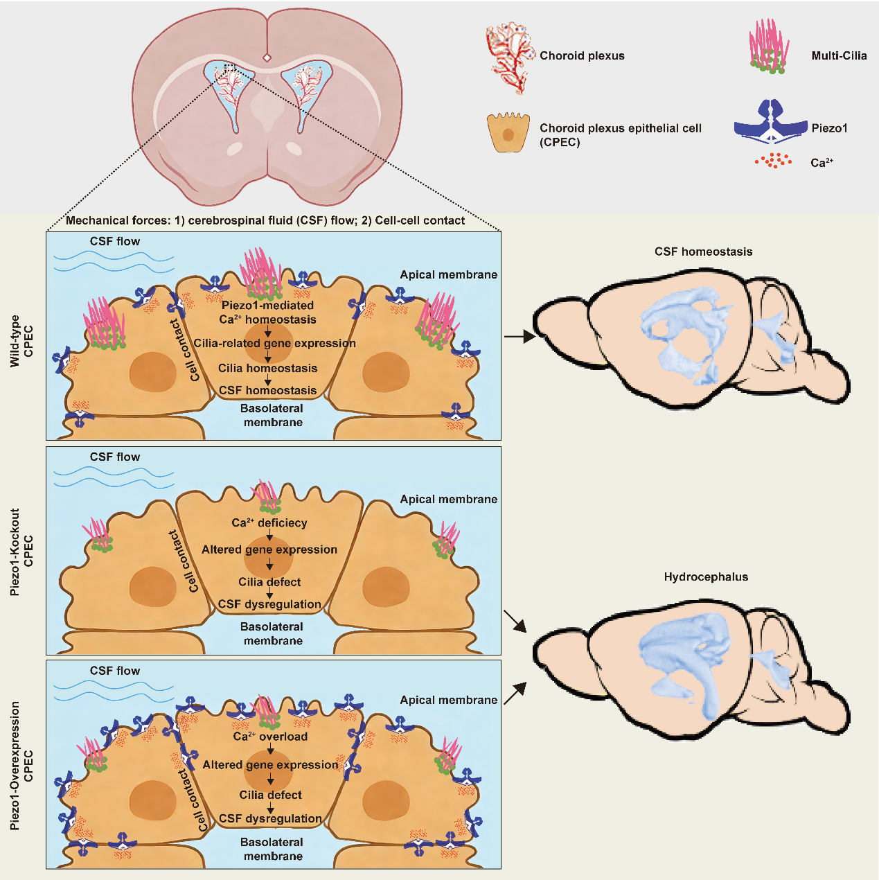清华大学药学院肖百龙团队揭示机械力受体Piezo1调控脑脊液稳态的重要功能