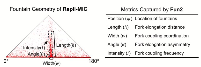 北京大学生命科学学院胡家志课题组揭示转录对DNA复制延伸的“破风效应”