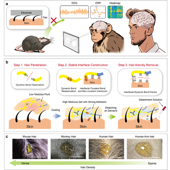 北京师范大学化学学院刘楠与心理学部邢大军在Nature Communications发表学科交叉研究