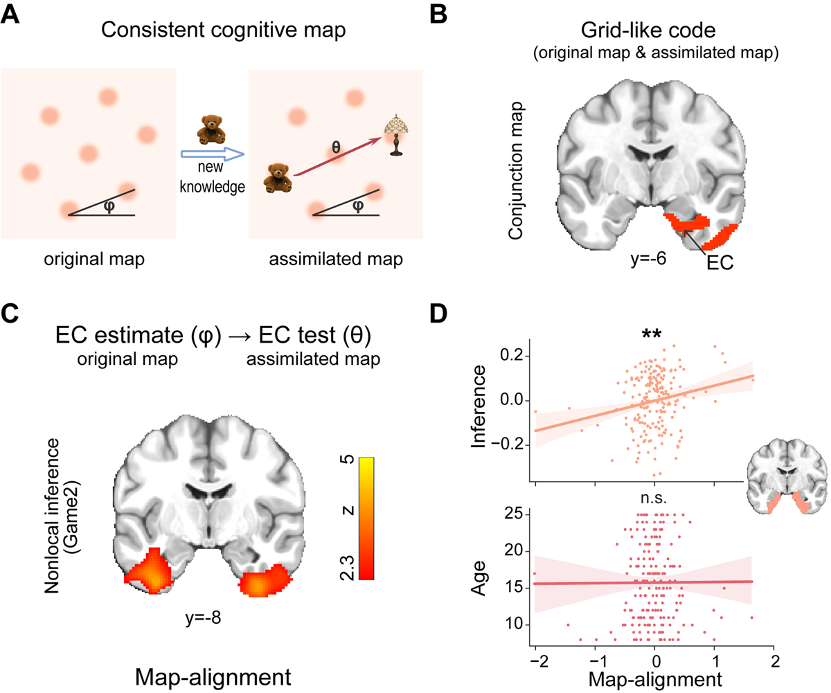 北京师范大学柳昀哲课题组在《细胞》发文：揭示内嗅皮层—类网格编码发育支撑抽象推理能力跃迁的神经机制