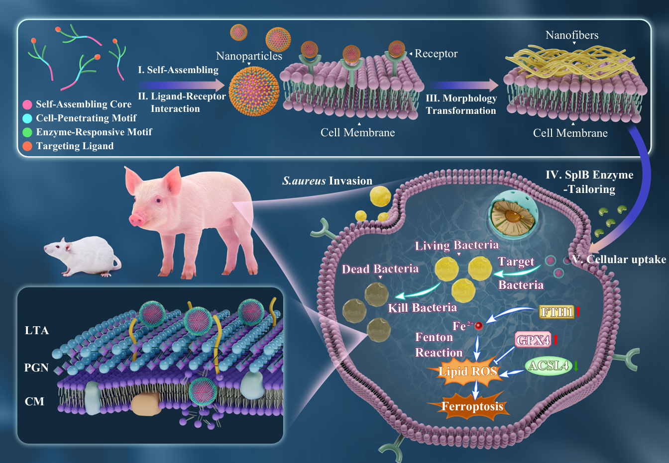 中国农业大学动科学院马曦教授团队在新型饲用免疫调节肽创制以改善断奶仔猪腹泻领域取得重要进展