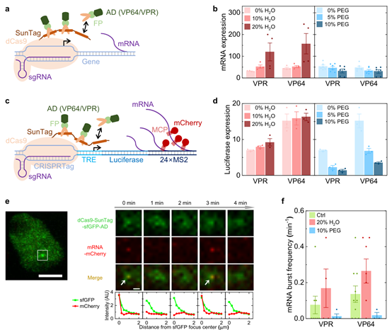 北京师范大学系统科学学院教授李辉团队在《自然·通讯》发文：揭示渗透压调控核内DNA标记与转录的物理机制