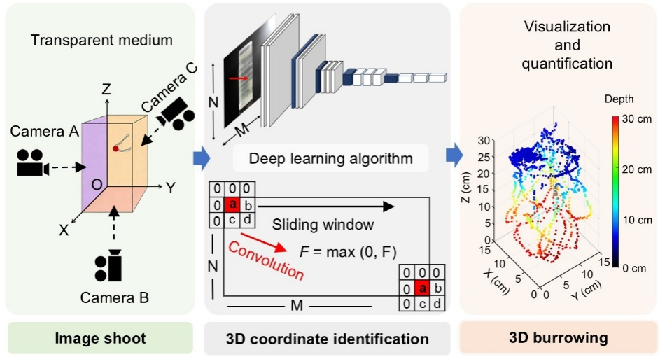 上海交大农生学院李银生课题组与合作者共同实现蚯蚓三维掘穴行为的可视化与定量化分析