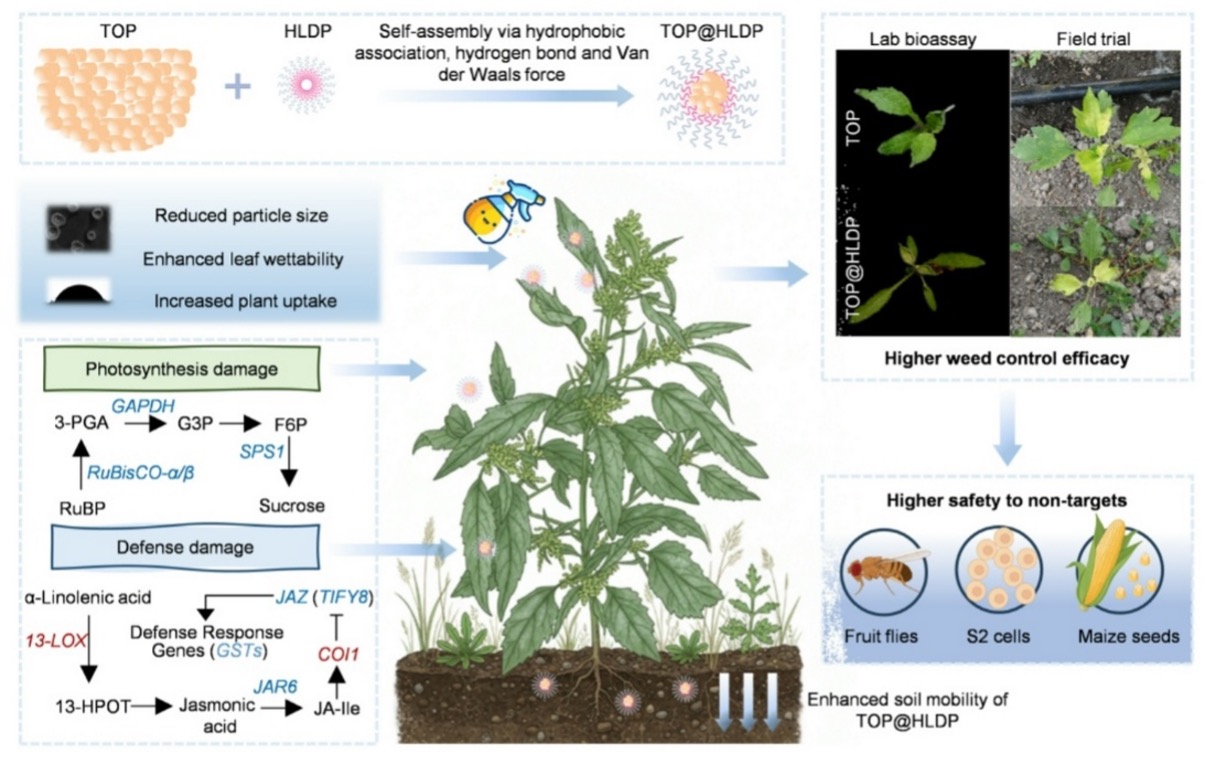 中国农业大学植保学院沈杰、闫硕教授团队博士研究生陈静怡发表论文 制备纳米除草剂并解析其多维协同增效机制