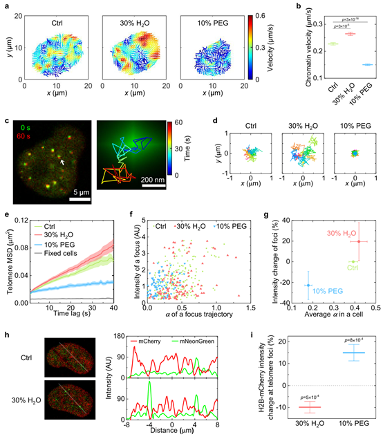 北京师范大学系统科学学院教授李辉团队在《自然·通讯》发文：揭示渗透压调控核内DNA标记与转录的物理机制