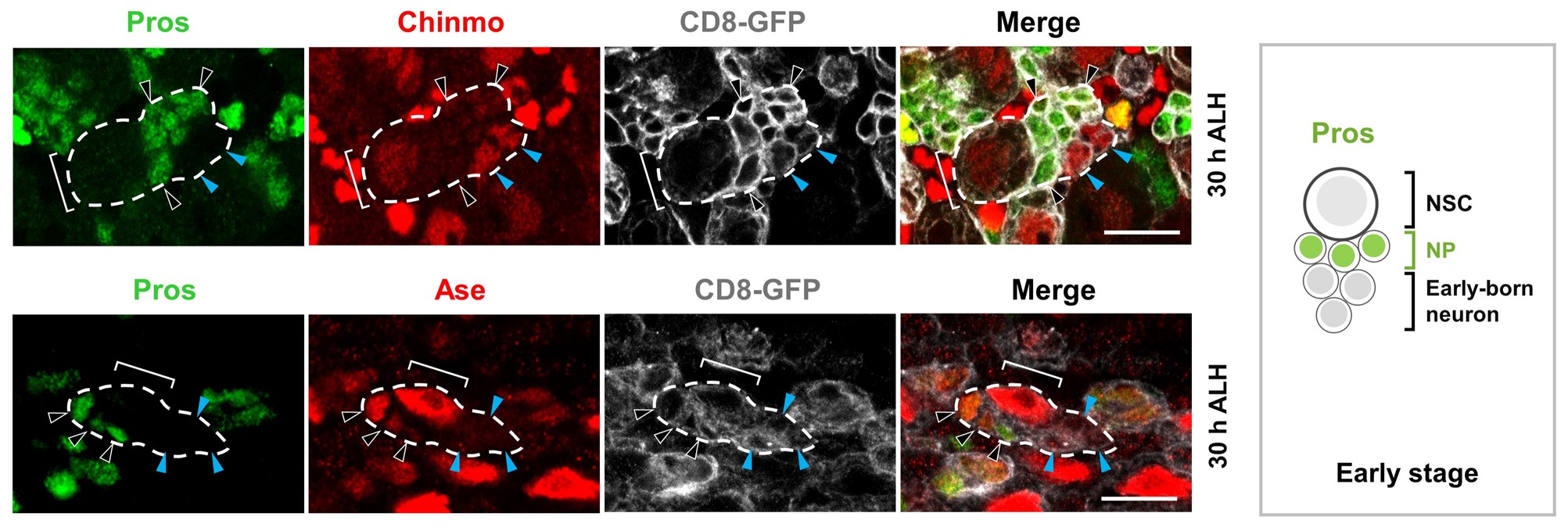 北京大学生命科学学院宋艳课题组与合作者发现“定制化”神经元分化程序确保发育脑精确建成