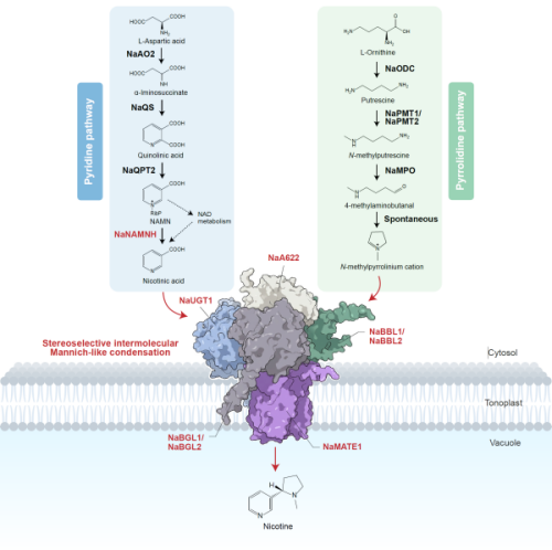 研究破解尼古丁完整生物合成路径