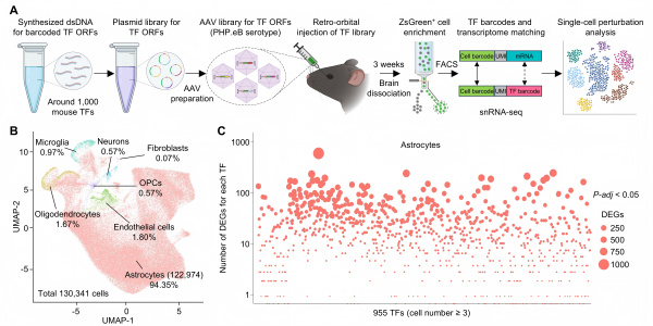 科学家绘制大脑星形胶质细胞转录因子功能图谱