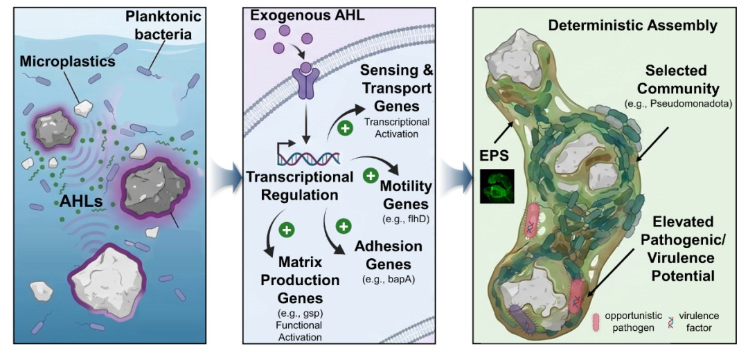 中国农业大学资环学院新污染物团队提出AHL介导的群体感应驱动了塑料际形成并提升其潜在致病风险